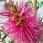 Tyčinkovec (Callistemon citrinus) ´VIOLACEUS´ - výška 270-290 cm, kont. C15L - NA KMIENKU, ružový